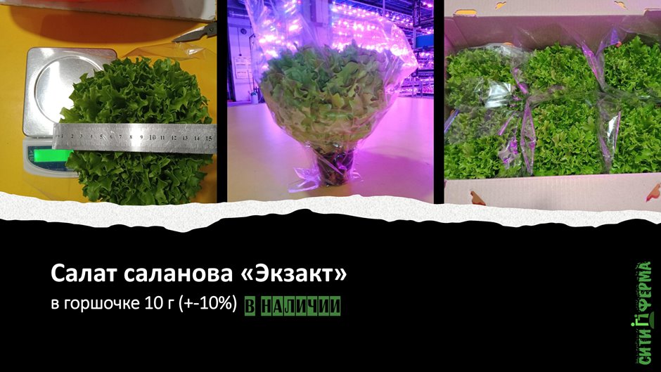 Салат саланова «ЭКЗАКТ» зелёный в горшочке. Вес нетто: 100 г (+-10 %)