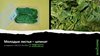Молодые листья - шпинат. Упаковка в коррекс весом 100(XL)/125(XXL) г