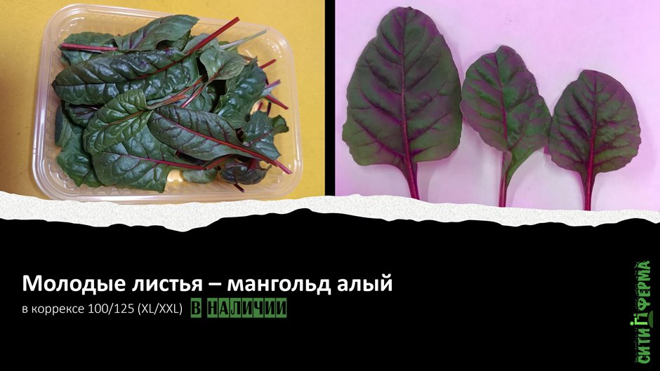 Молодые листья - мангольд алый «Гранат». Упаковка в коррекс весом 100(XL)/125(XXL) г