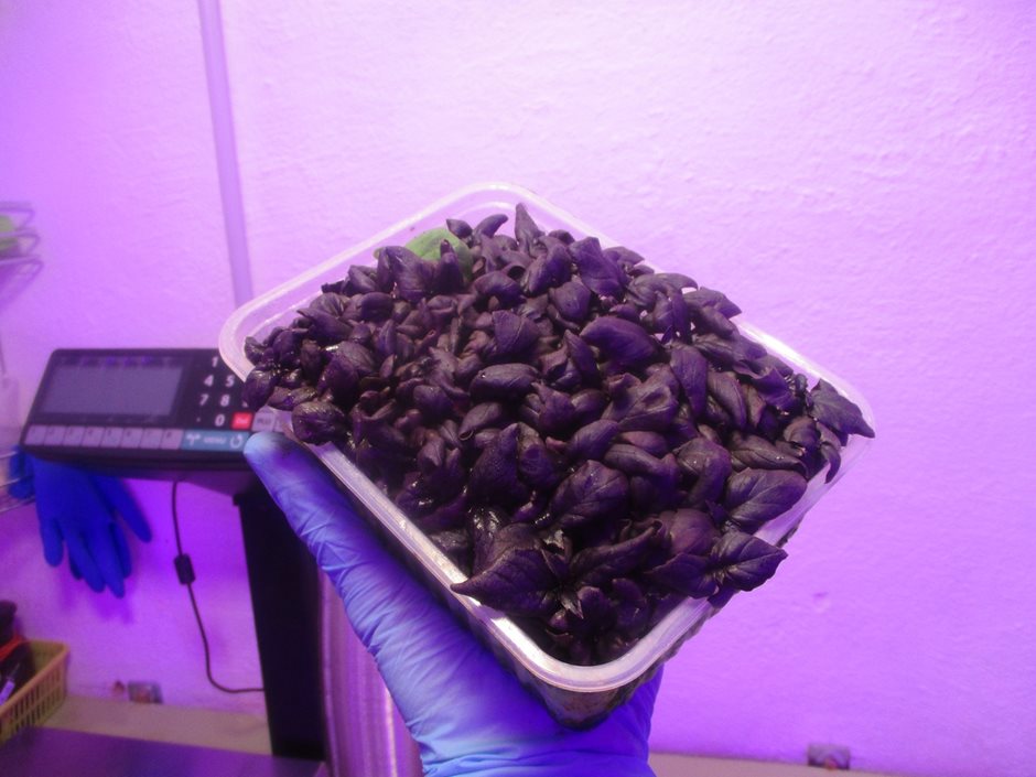 Микрозелень базилик «Рубин» в кассете для выращивания