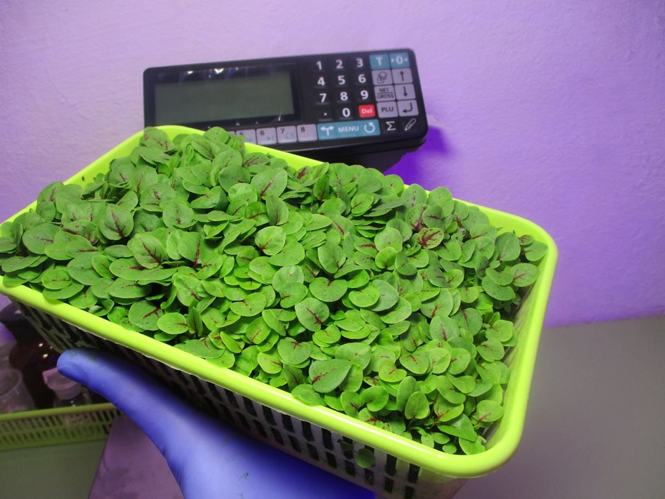 Микрозелень щавель «Сангвиник» в кассете для выращивания