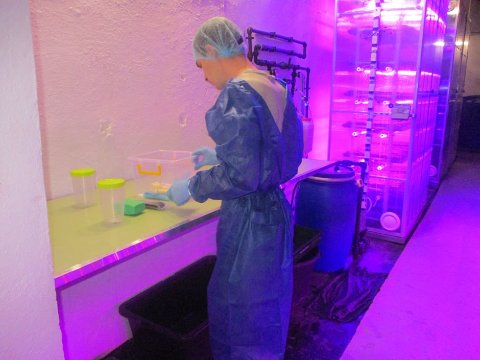 Подготовка полезных микроорганизмов к заселению в биофильтр