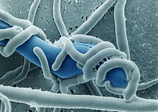 Биозащитники обвивают своими гифами грибковую колонию патогена и блокирует её дальнейшее развитие
