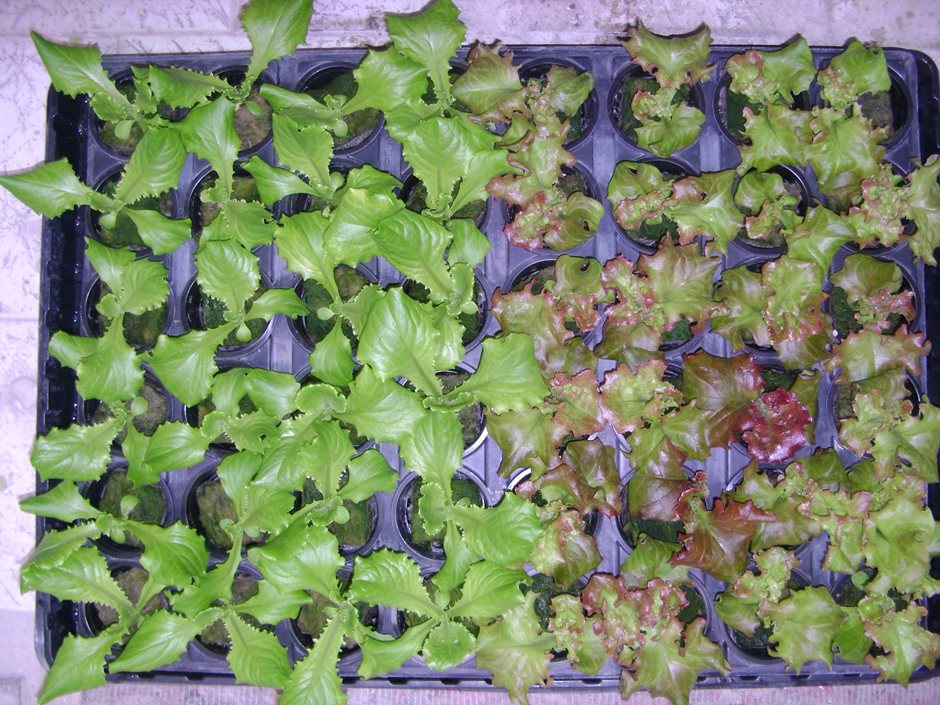 Кассета с рассадой листовых салатов