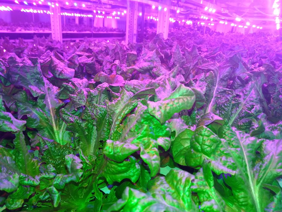 При освещении оптимально подобранными спектрами, повышается  содержание питательных элементов в растениях и появляется устойчивость к болезням 